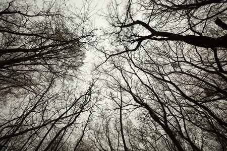 Bare trees of an autumn forest