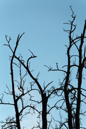 Bare trees of an autumn forest
