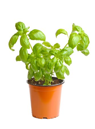 Basil in pot isolated on white backgroundの写真素材