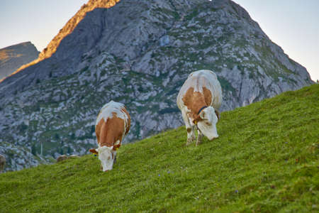 Cows grazing on an alpine fieldの写真素材