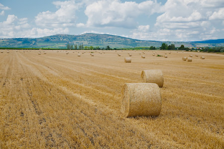Dry rural field with hay stacks