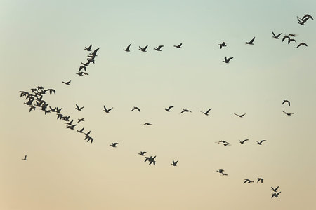 Flock of geese flying in formation