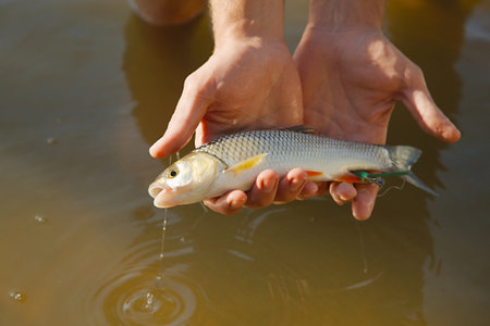 Small fish caught in a river