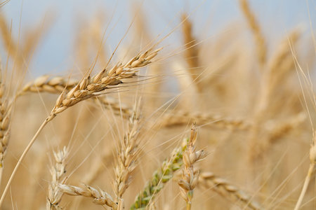 Wheat plants on an agricultural field