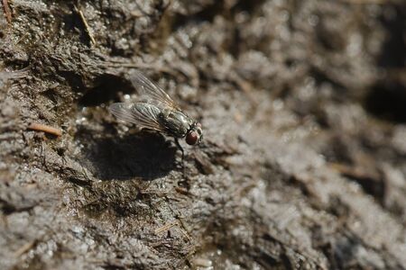 Nasty fly eating on bird droppingsの写真素材