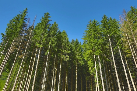 Forest detail with tall pine treesの写真素材