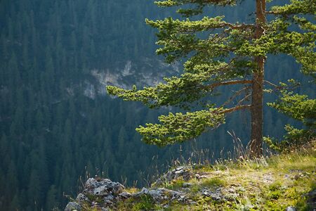 Pine tree in the hillsの写真素材