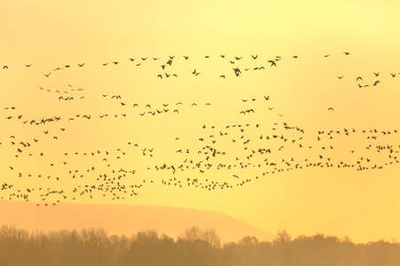 Flock of geese flying in formationの写真素材