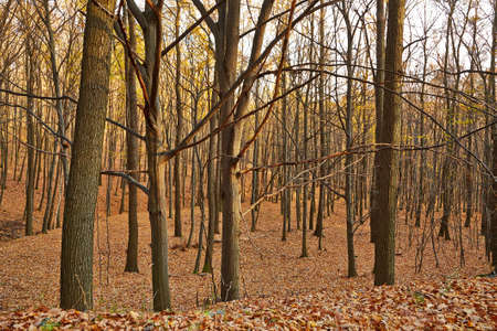 Autumn forest with bare treesの写真素材