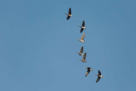Flock of geese flying in formationの写真素材