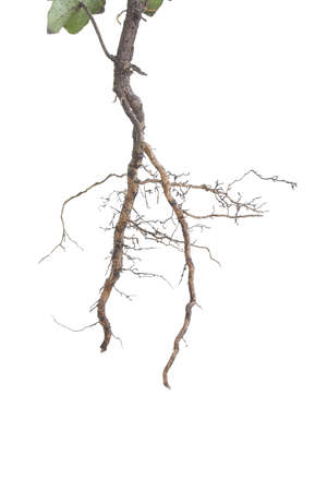 Roots of a plant isolated on whiteの写真素材