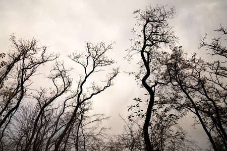 Bare trees of an autumn forestの写真素材