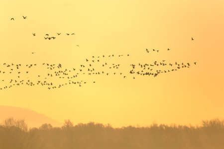 Flock of geese flying in formationの写真素材