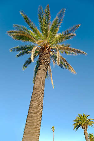 Palm tree, focus on the trunkの写真素材