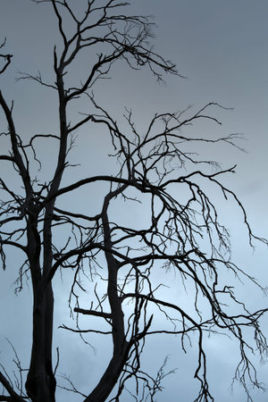 Bare trees of an autumn forest