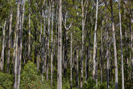 Forest detail with many treesの写真素材