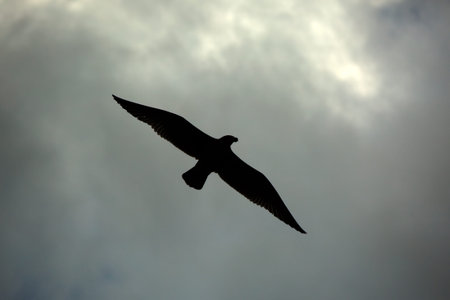 Bird silhouette against dramatic stormy dark sky