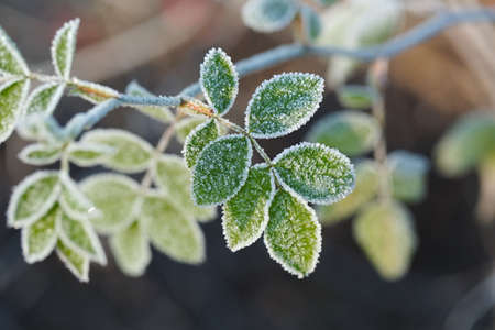 Frozen leaves of a plant in winterの写真素材