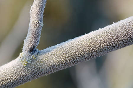 Frosty tree branch in winterの写真素材