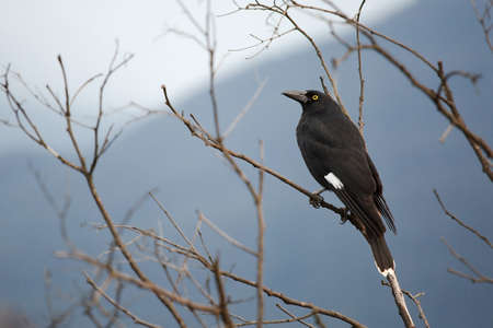 Bird on treeの写真素材