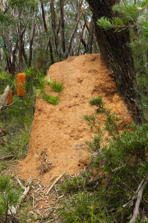 Termite mound in the woodsの写真素材
