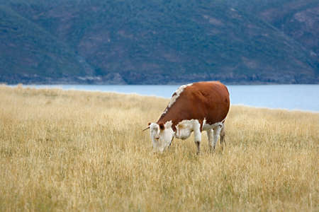 Cows grazing dry grassの写真素材
