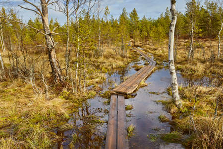 Swamps in Finlandの写真素材