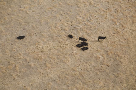 Cattle farm from aboveの写真素材