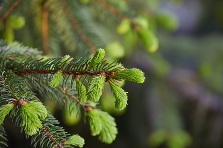 Pine Tree Closeup