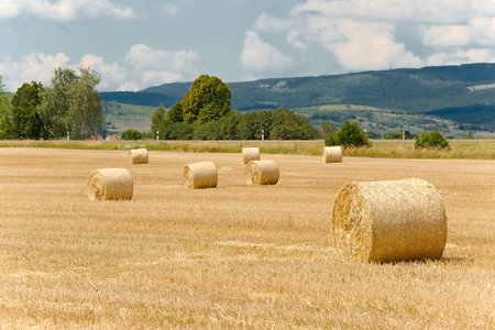 Agricultural field with bales