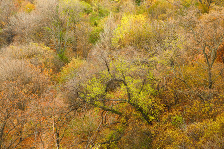 Autumn tree leaves