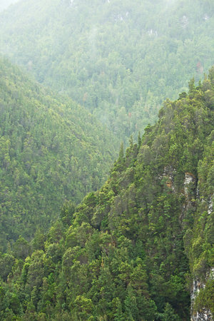 Trees in the woods