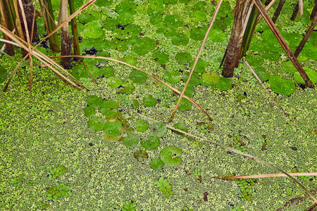 Water surface with plants