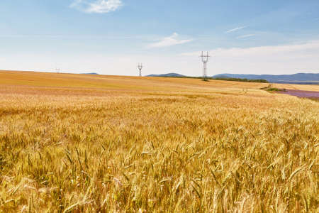 Wheat field detailの写真素材
