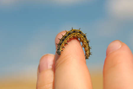 Caterpillar crawling on fingersの写真素材