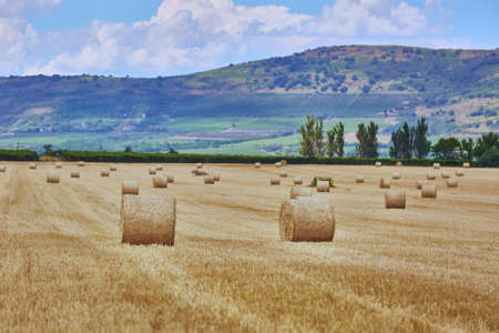 Dry rural field with hay stacksの写真素材