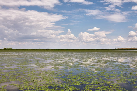 Water surface with plants