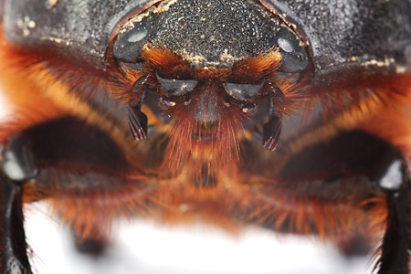 Cockchafer close up