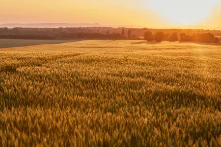 Wheat field detailの写真素材