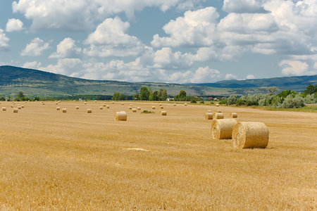 Agricultural field with balesの写真素材