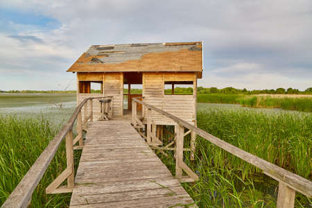 Swamp walking pathの写真素材