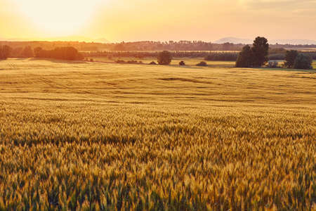Wheat field detailの写真素材