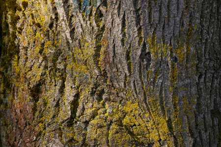 Tree Trunk Closeupの写真素材