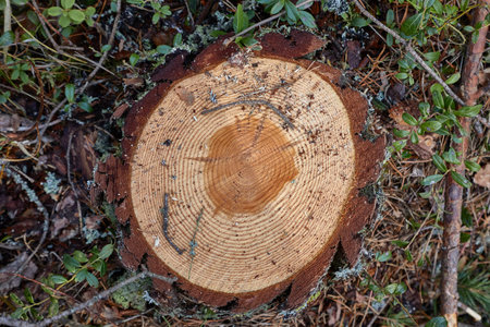 Tree trunk texture