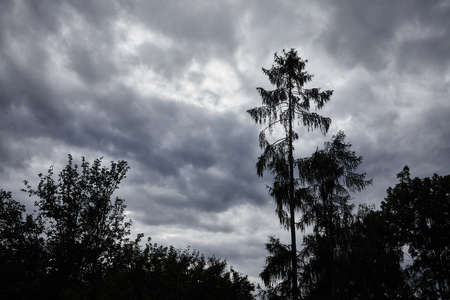 Trees against cloudy skyの写真素材