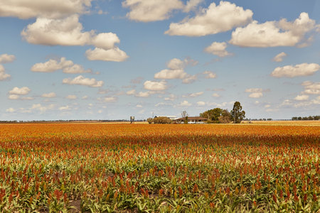 Fields of Australian agricultural landscape