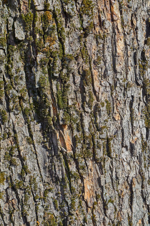 Tree Trunk Closeup