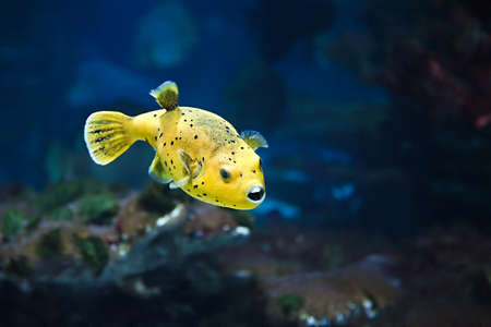 Bright Yellow Fishの写真素材