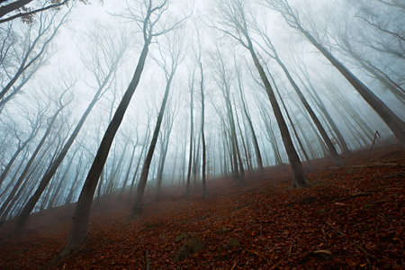 Autumn Forest Fogの写真素材