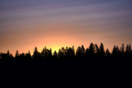 Sunset over treesの写真素材